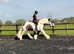 Gorgeous super safe gelding