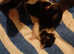 KITTENS FOR SALE