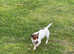 Patterjack puppies