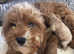 F2 cavapoos forsale