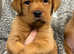 Fox red health checked Labrador pups