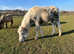 Appaloosa, Spotty, spotted pony filly to make 13.2hh