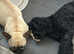 French/pug/cockapoo puppies