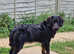 KC irish wolfhound cross All reserved
