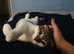 4 Scottish folds kittens