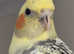Cockatiel