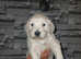 1 BOY LEFT ,  HEALTH TESTED GOLDENDOODLE