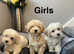 COTON noodles puppies