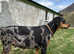 Leopard Dobermann confirmed pregnancy due May 2025!!!!