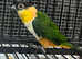 Stunning Baby Black Headed Caique Parrot,29