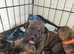 Staffordshire bull terrier  there are 3 girls left