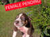 Working line collie/welsheepdog puppies