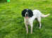 Springer x Labrador puppies