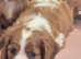 KC Cavalier king Charles Spaniel's puppies for sale