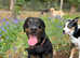 Doggy Daycare & Secure Dog Walking Field