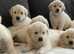 Top Quality KC Golden Retriever Puppies