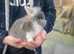 Baby bunnies