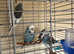 Budgies