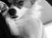 POMERANIAN X PAPILLON FOR SALE
