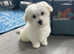 14 week old male Maltese