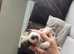 Parson Russell terrier