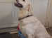 Kc registered male dog DNA tested.