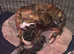 7 lurcher pups for sale