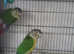 Green cheeked conure's