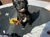 Khali female full fluffy 1 year old