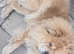 Chow chow