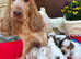 Stunning Show Cocker Spaniel girl fully vaccinated