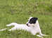 2.5 yr female Parson