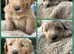LAST 2 GIRLS  READY NOW Multi genera standard goldendoodles ready from 15 May