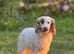 Maggie 11 months old cocker spaniel girl