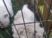 Pure Breed west highland terriers
