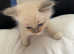 Ragdoll Kittens boys £380