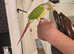 Canarie Parrot With Cage