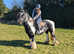Super traditional cob 14.2hh
