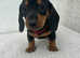 mini smooth hair dachshunds