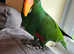 Eclectus male