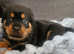 Beautiful chunky Rottweiler puppies