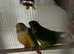 Lovely conures for sale