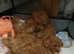 KC Red Toy poodle puppies first vaccination completed and vet health check