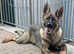 KC REG Female Czeck german shepherd