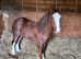 Flashy mini cob colt