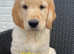 *READY NOW*  2 GIRLS LEFT! Gorgeous Family Reared Golden Retriever Puppies