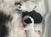 Stunning Cavapooshih pups ready July