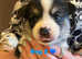 KC Pembrokeshire corgi. DNA tested parents
