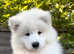 Exceptional KC Samoyed Pups. Happy, Healthy & Ready Now!