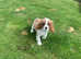Pedigree cavalier king Charles